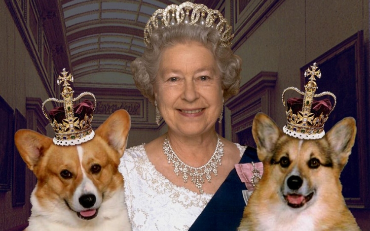 Királyi módra étkeznek a királynő kutyái