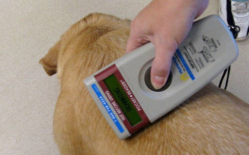 Mikrochip-leolvasókkal segíti az elkóborolt kutyák hazajutását a Mol
