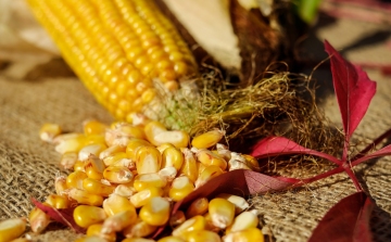 Tolna megyében a legmagasabb a kukorica termésátlaga