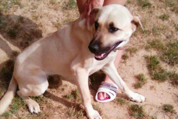 Bizsu gazdit szeretne!