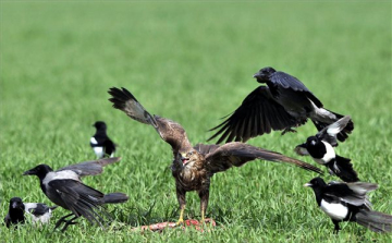 Madarak a Pacsmagi Halastavaknál