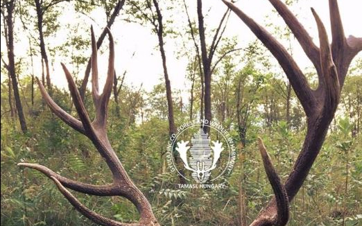 Kapitális bikát ejtettek el a Gyulaj Zrt területén