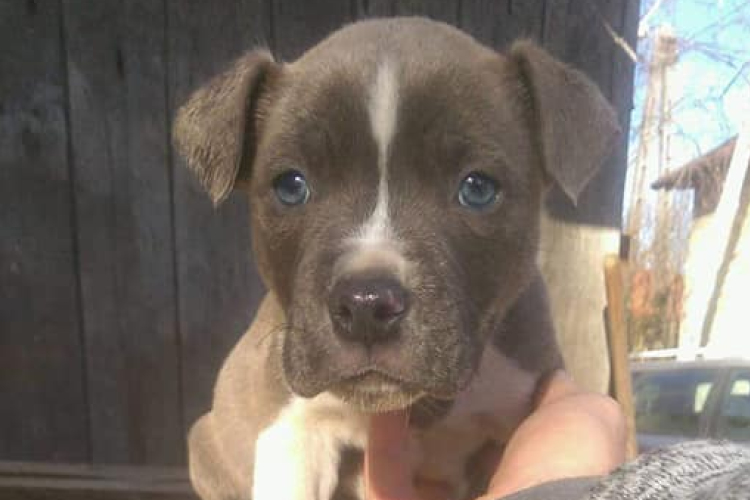 Légpuskával agyonlőttek egy kölyökkutyát Simontornyán