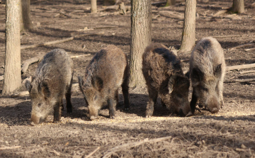 Családi programok a gemenci és a gyulaji erdőben