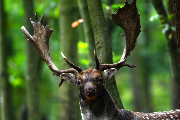 Tolnaikum lett a Gyulaji dámszarvas