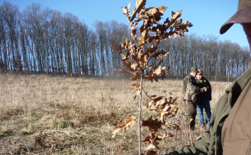 Több tízmilliós kárt okozott a mezei pocok a gyulaji erdészetben