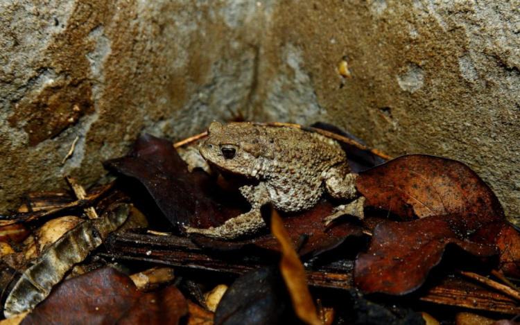 A vízóraaknák, pincék fogságába került békák megmentésére kéri a lakosságot az MME