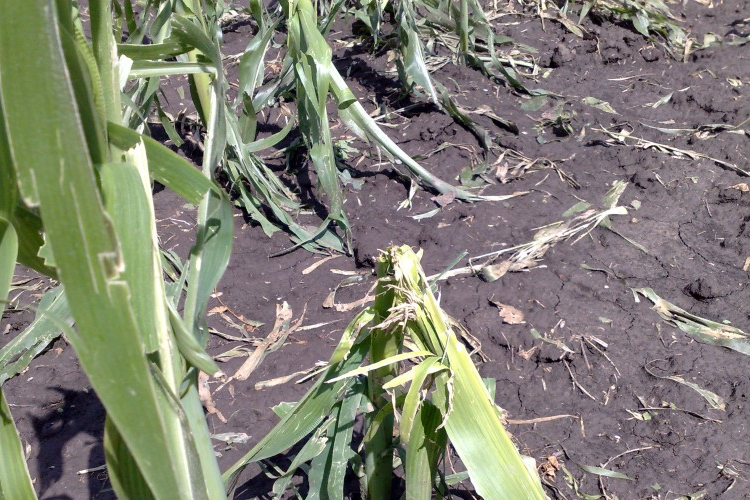 Csak a csonkok maradtak a kukoricából a jégeső után