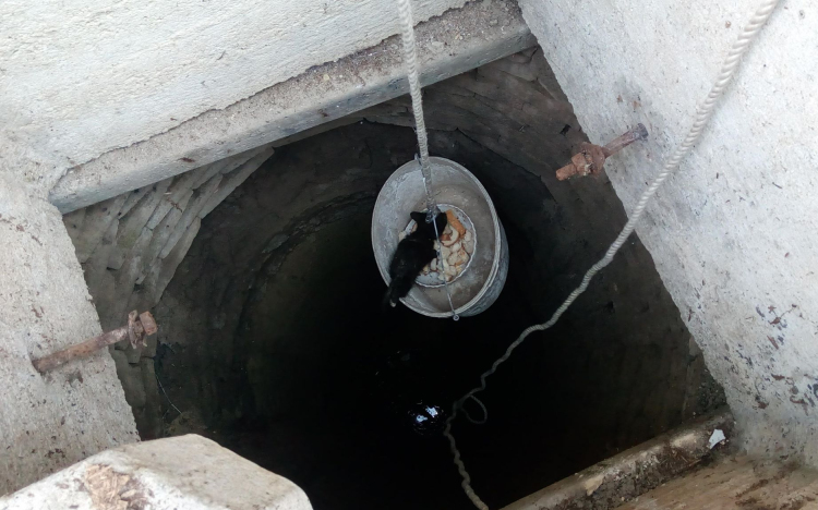 Kútba esett kiscicákhoz siettek a tűzoltók