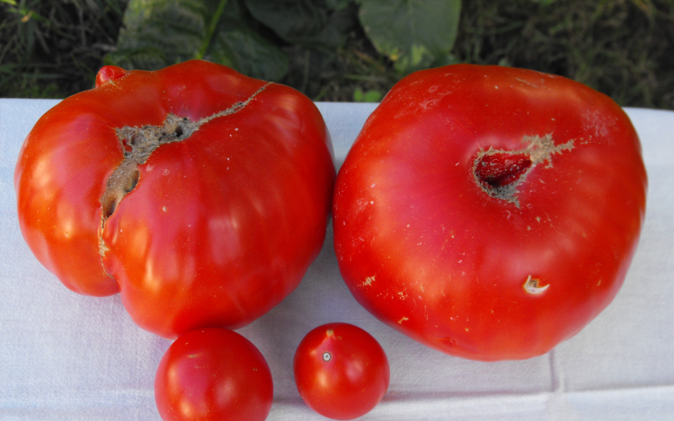 Közel egy kilós paradicsom termett a kertben