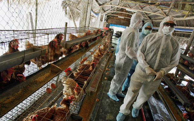 Tolna megyét eddig elkerülte a madárinfluenza