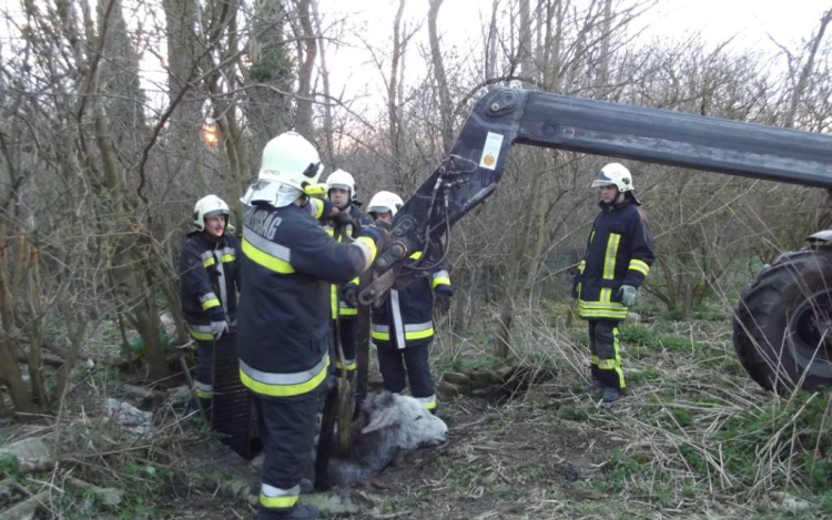 Állatmentéshez riasztották a tamási tűzoltókat