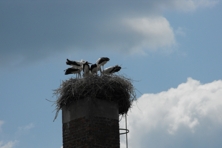 Készülődnek a gólyafiókák