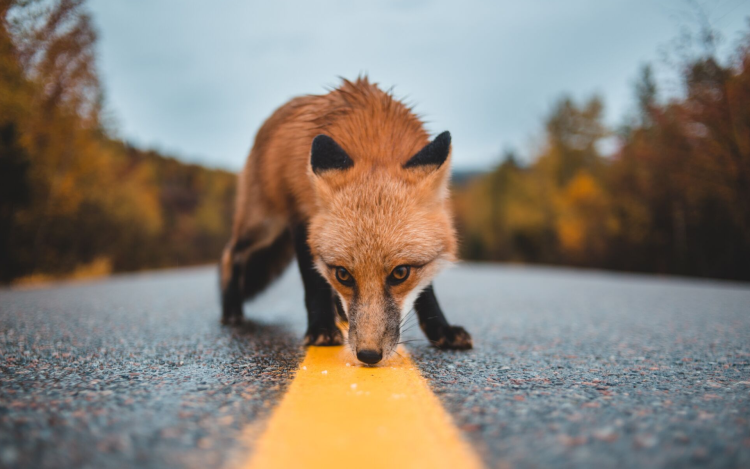 Rókát terveznek elejteni Pincehelyen 