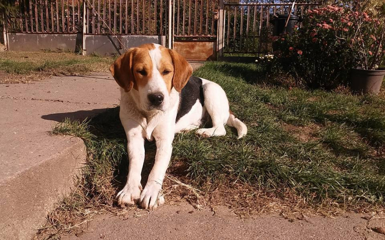 Kókusz álomgazdit keres!