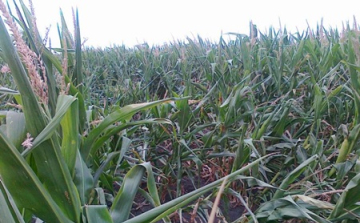 Már jelentik a gazdák a viharkárokat