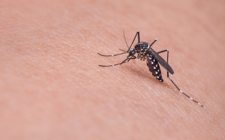 Egyre több helyen kell védekezni a szúnyogok ellen