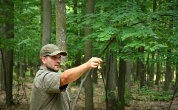 Papp József szép eredményt ért el az Év Erdésze versenyen 