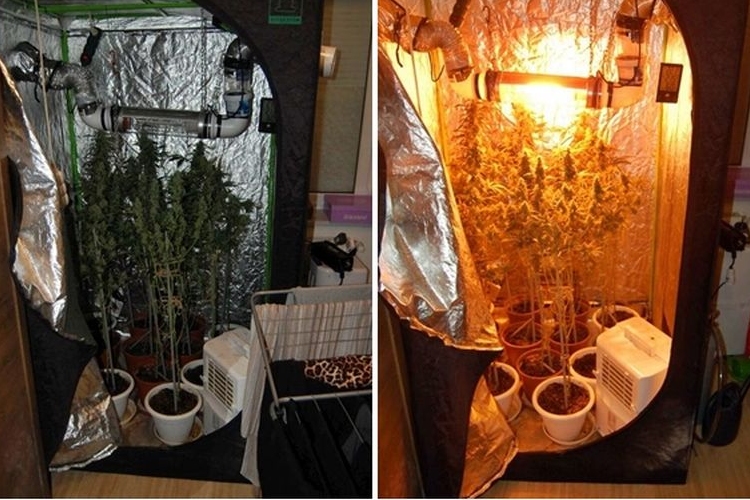 Otthonában termesztett marihuánát egy soproni pár