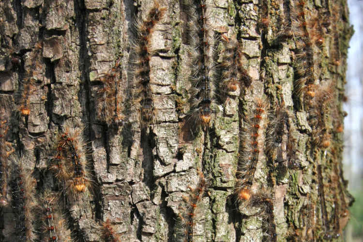 Jelentős gyapjaslepke fertőzöttség a Gyulaj Erdészeti és Vadászati Zrt. Tamási Erdészetének területén   