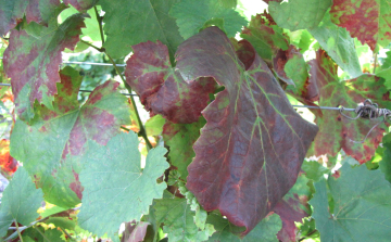 Már Tolna megyében is fellelhető a szőlő legújabb betegsége: a fitoplazma