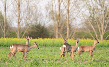 Zajlik az őznász, fokozottan ügyeljünk az utakon 