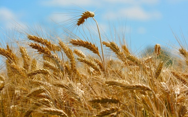 Hat tonna feletti termésátlaggal takarítják be a búzát Tolnában 