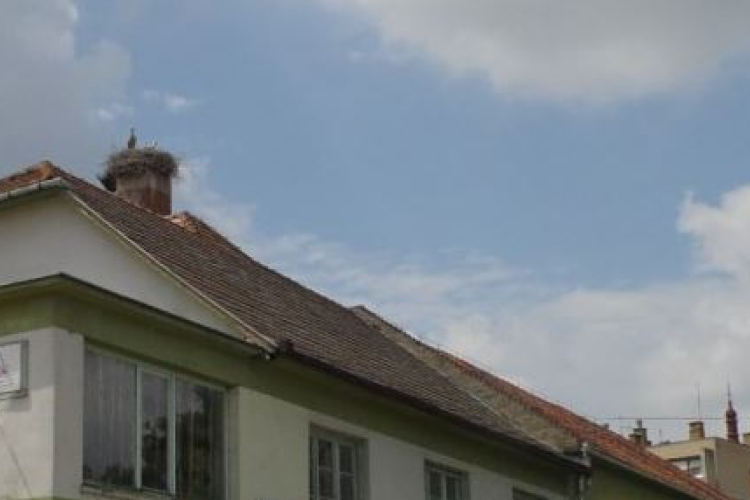 Megérkeztek a gólyák 