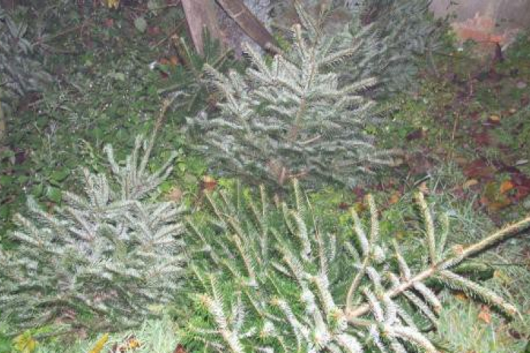 Fenyőfát lopott karácsonyra