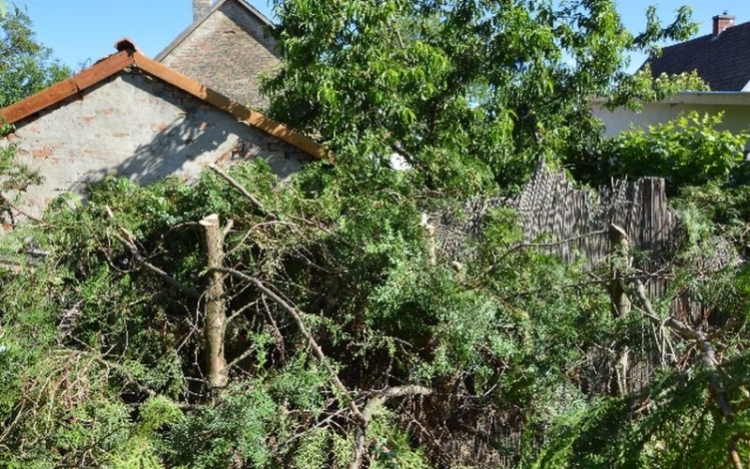 Árnyékolta a területét, hát levágatta a szomszéd tujáit