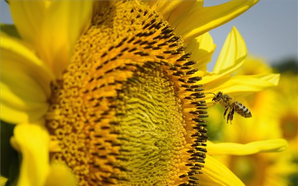 Kezdődik a napraforgó virágzása 