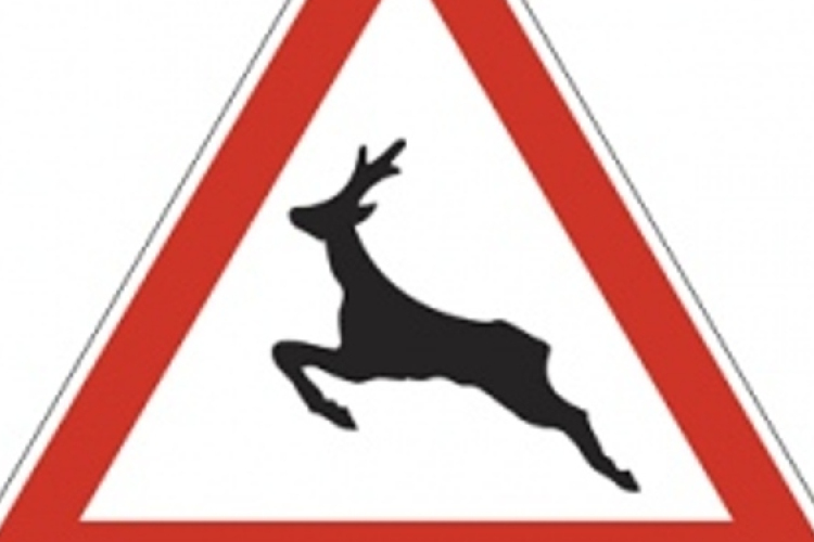 Az őzek nem ismerik a KRESZ-t