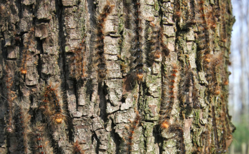 Jelentős gyapjaslepke fertőzöttség a Gyulaj Erdészeti és Vadászati Zrt. Tamási Erdészetének területén   