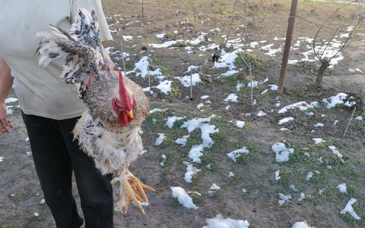 Kútba dobott kakashoz vonultak a tűzoltók 