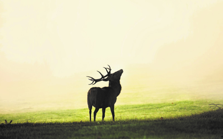 Csak engedéllyel lehet most vadászni 