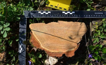 Akácfákat tulajdonított el három férfi