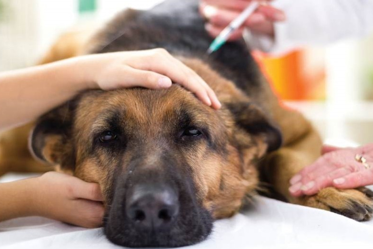 Figyelem! Mérgezik az állatokat Tamási két utcájában