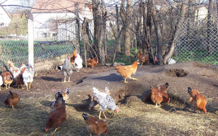 Figyelem! Országszerte zártan kell tartani a baromfit!