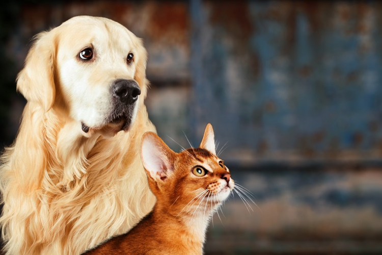 Megalakult a Tamási Állatvédő Egyesület