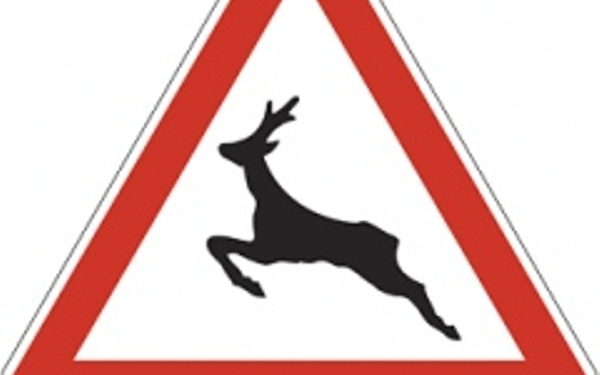 Az őzek nem ismerik a KRESZ-t