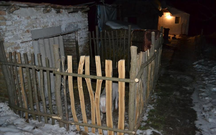 Kismalac kapott új ólat a lopott fából