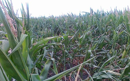 Már jelentik a gazdák a viharkárokat