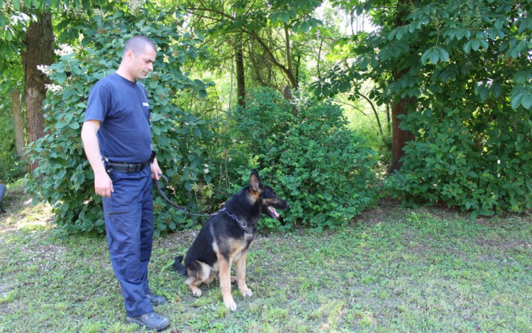 A hazaérő gyerek zavarta meg a betörőt, akit rendőrkutya keresett