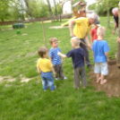 Májusfa állítás az oviban