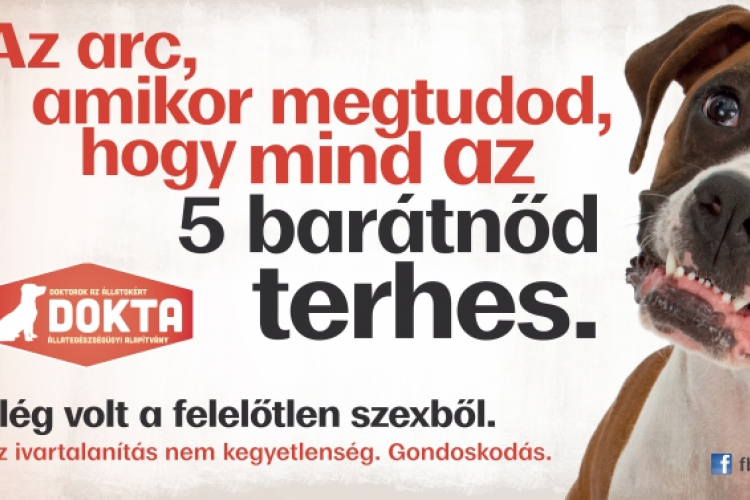 Az ivartalanítás nem kegyetlenség. Gondoskodás. 