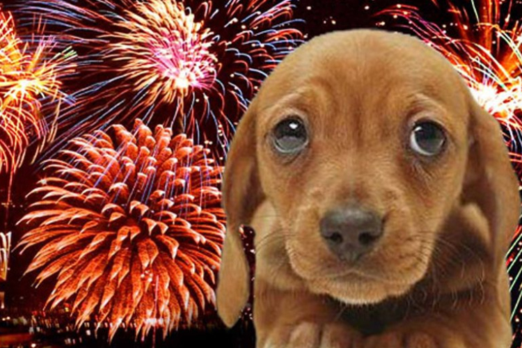 Sok állat kóborol el félelmében 