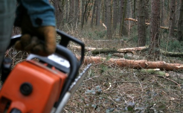 Engedély nélkül vágták ki a fákat