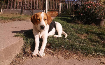 Kókusz álomgazdit keres!