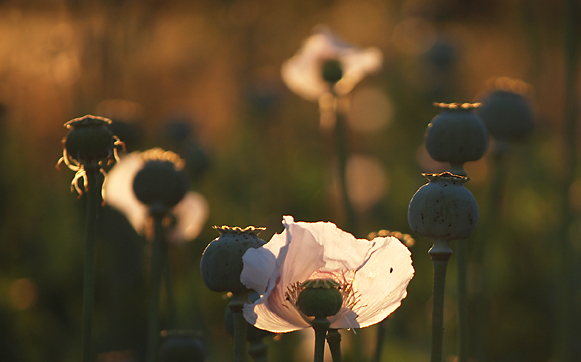 Máktolvajok ellen indított eljárást a Tamási Rendőrkapitányság