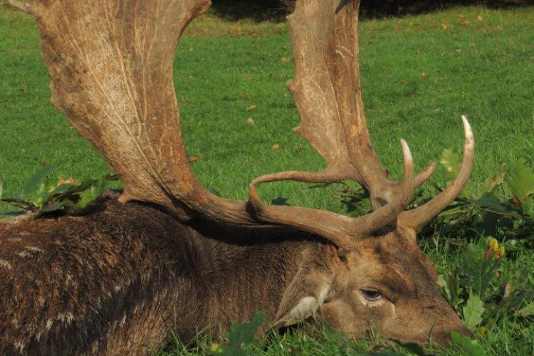 Kiemelkedő lapátos